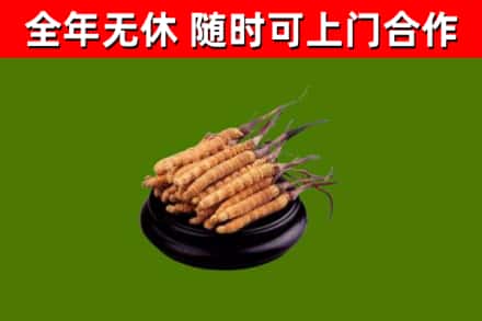 宿松县回收散虫草
